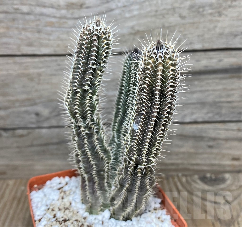 SHPR17973 Tavaresia grandiflora – Bild 2