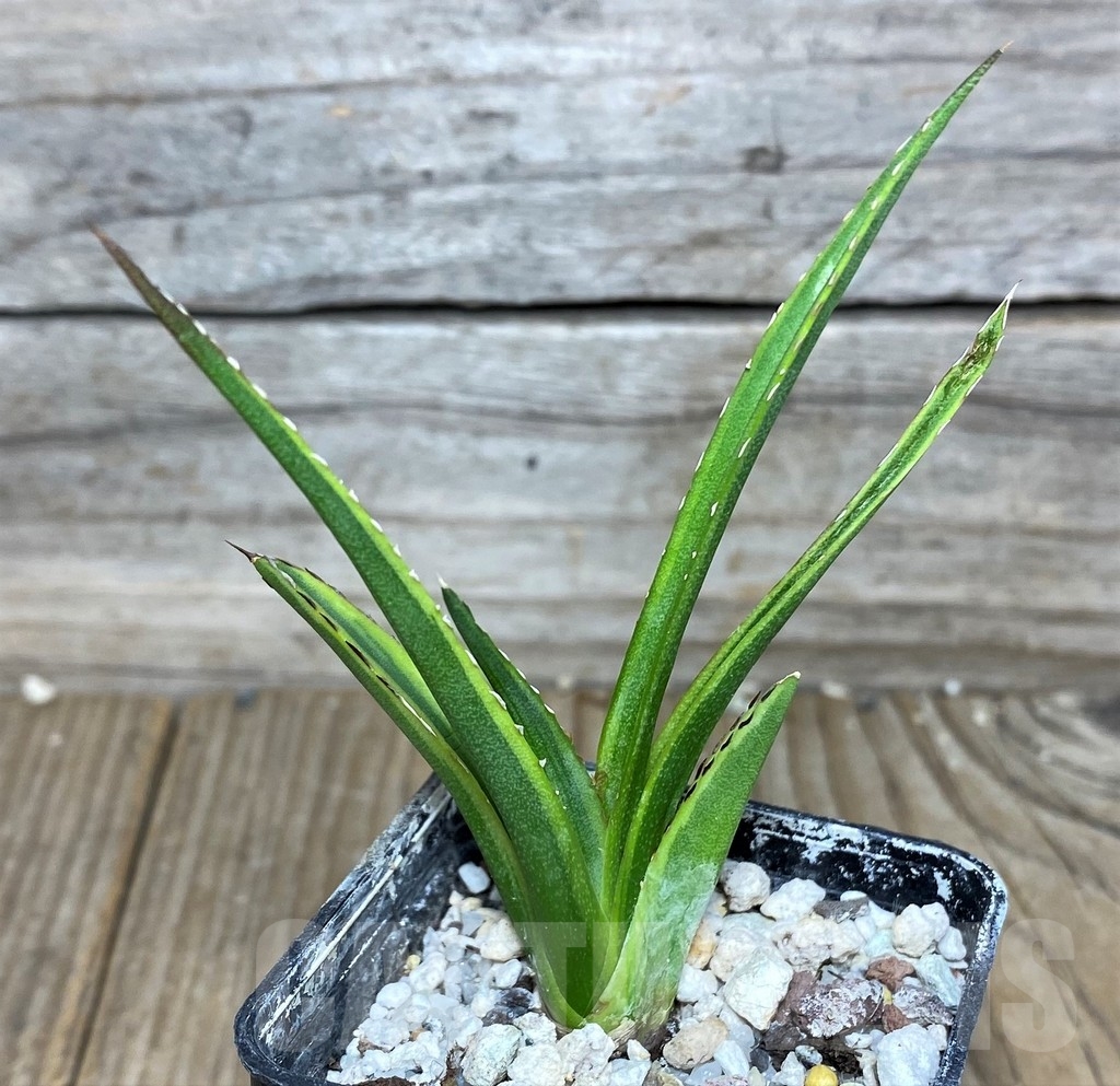 SHPR17975 Agave Victoriae-Reginae mediopicta