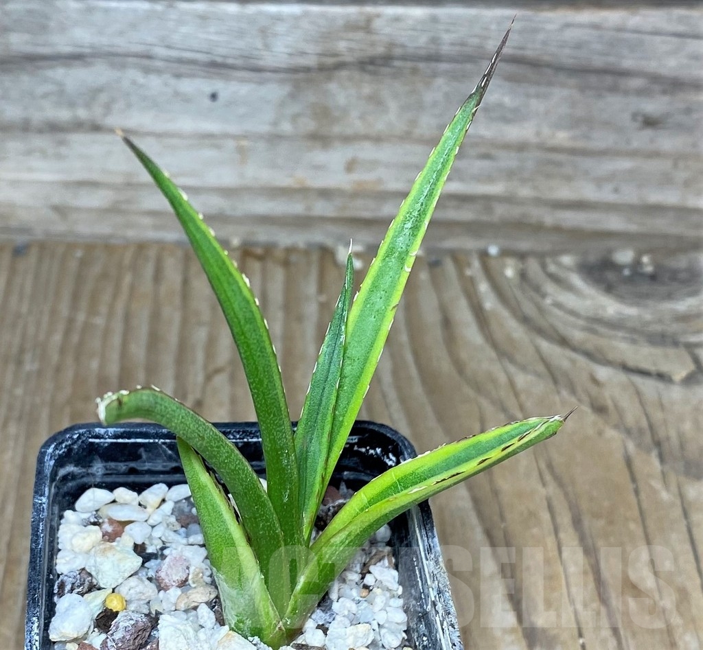 SHPR17975 Agave Victoriae-Reginae mediopicta – Bild 2