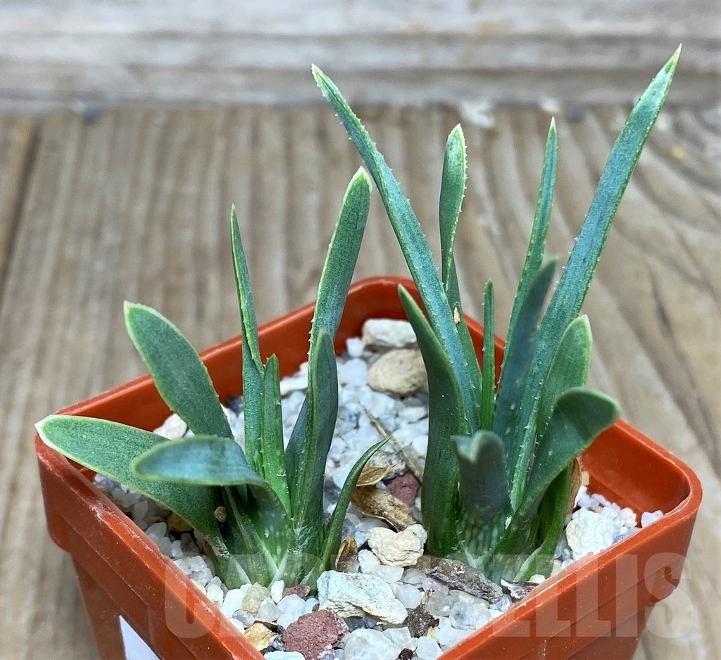 SHPR17976 Aloe bowiea 2 plants