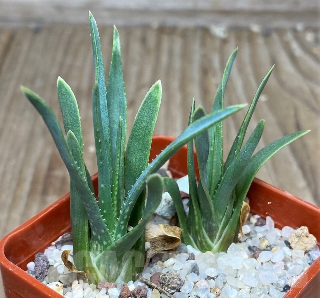 SHPR17976 Aloe bowiea 2 plants - Imagen 2