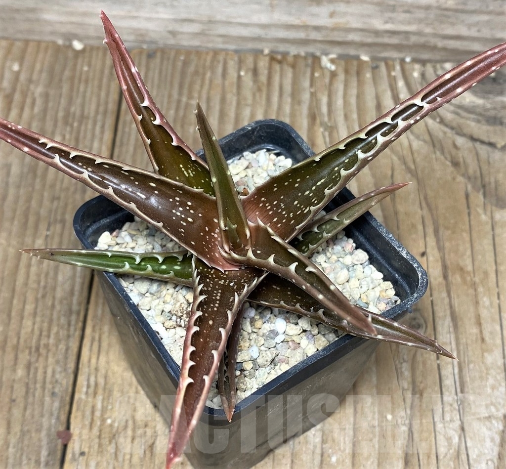 SHPR17986 Aloe bussei RSTS 528 - Image 2