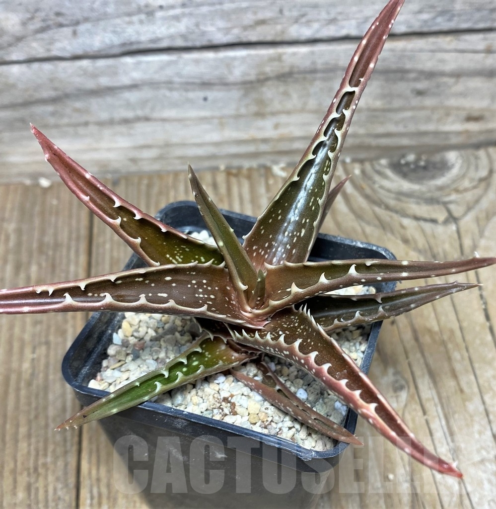 SHPR17986 Aloe bussei RSTS 528 - Image 3