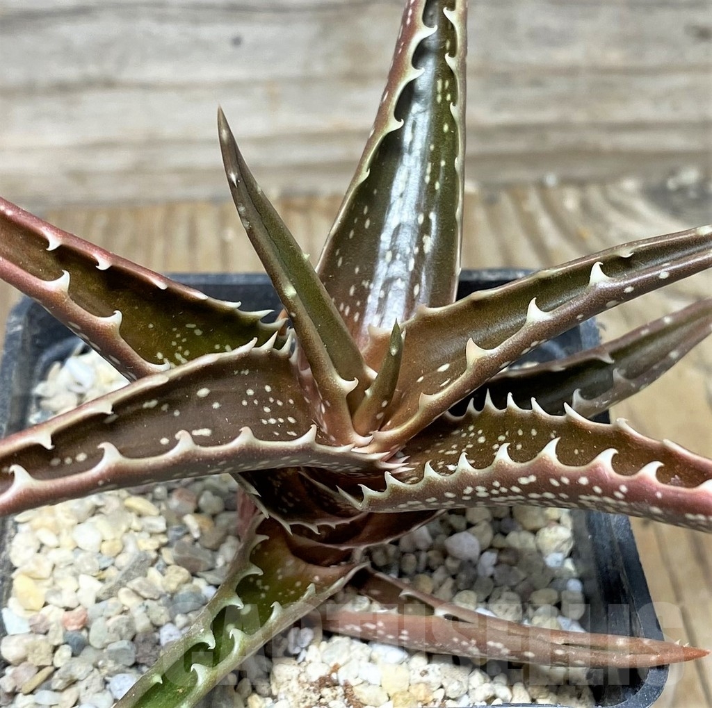 SHPR17986 Aloe bussei RSTS 528