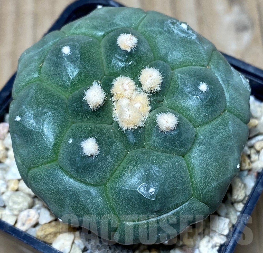 SHPR18015 Astrophytum asterias ‘Kikko’