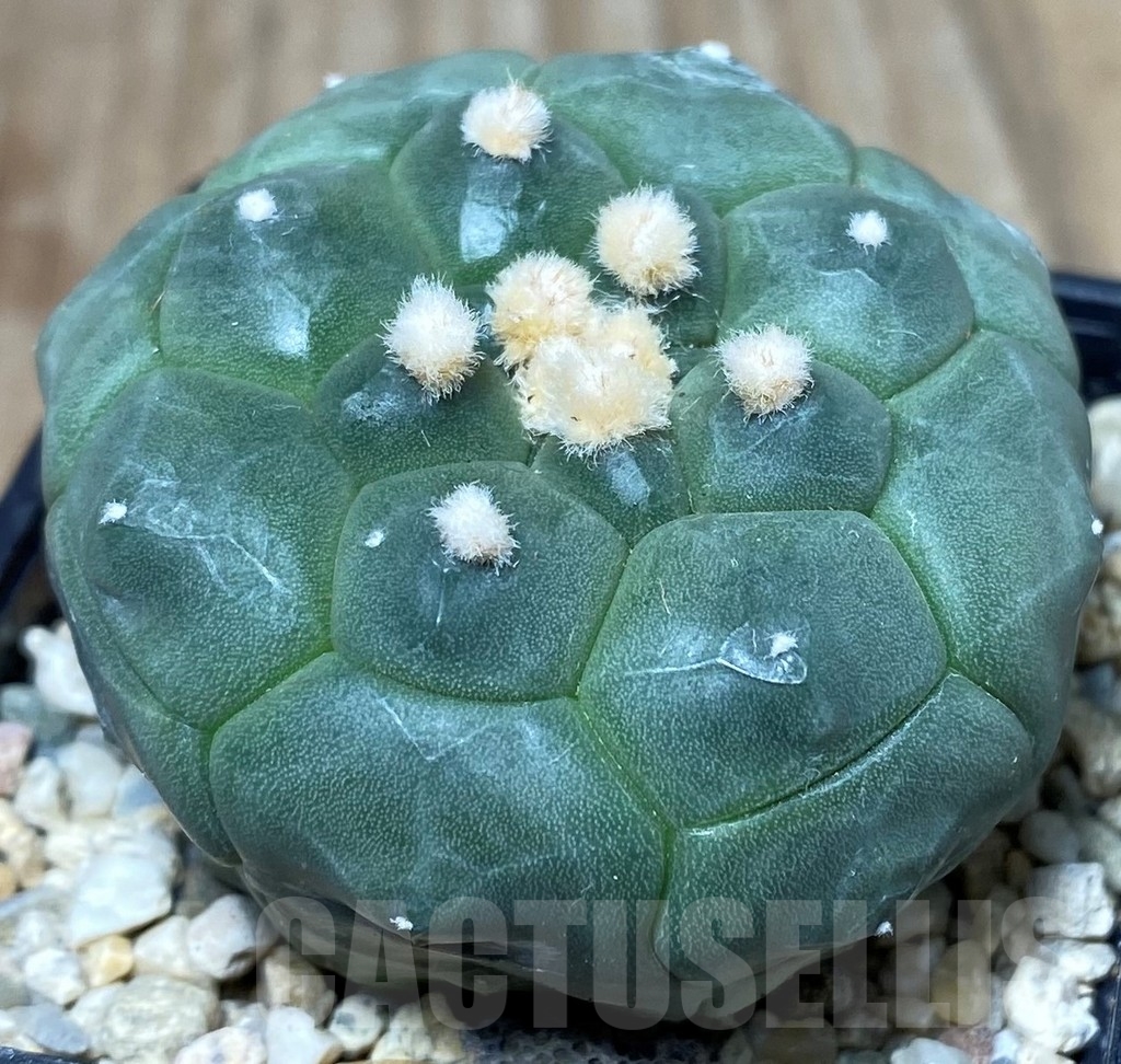 SHPR18015 Astrophytum asterias ‘Kikko’ - Image 2