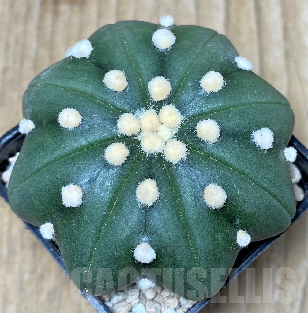 SHPR18018 Astrophytum asterias ‘Miracle’