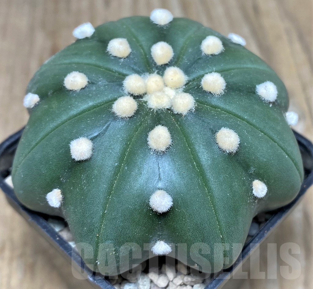 SHPR18018 Astrophytum asterias ‘Miracle’ - 画像 (2)