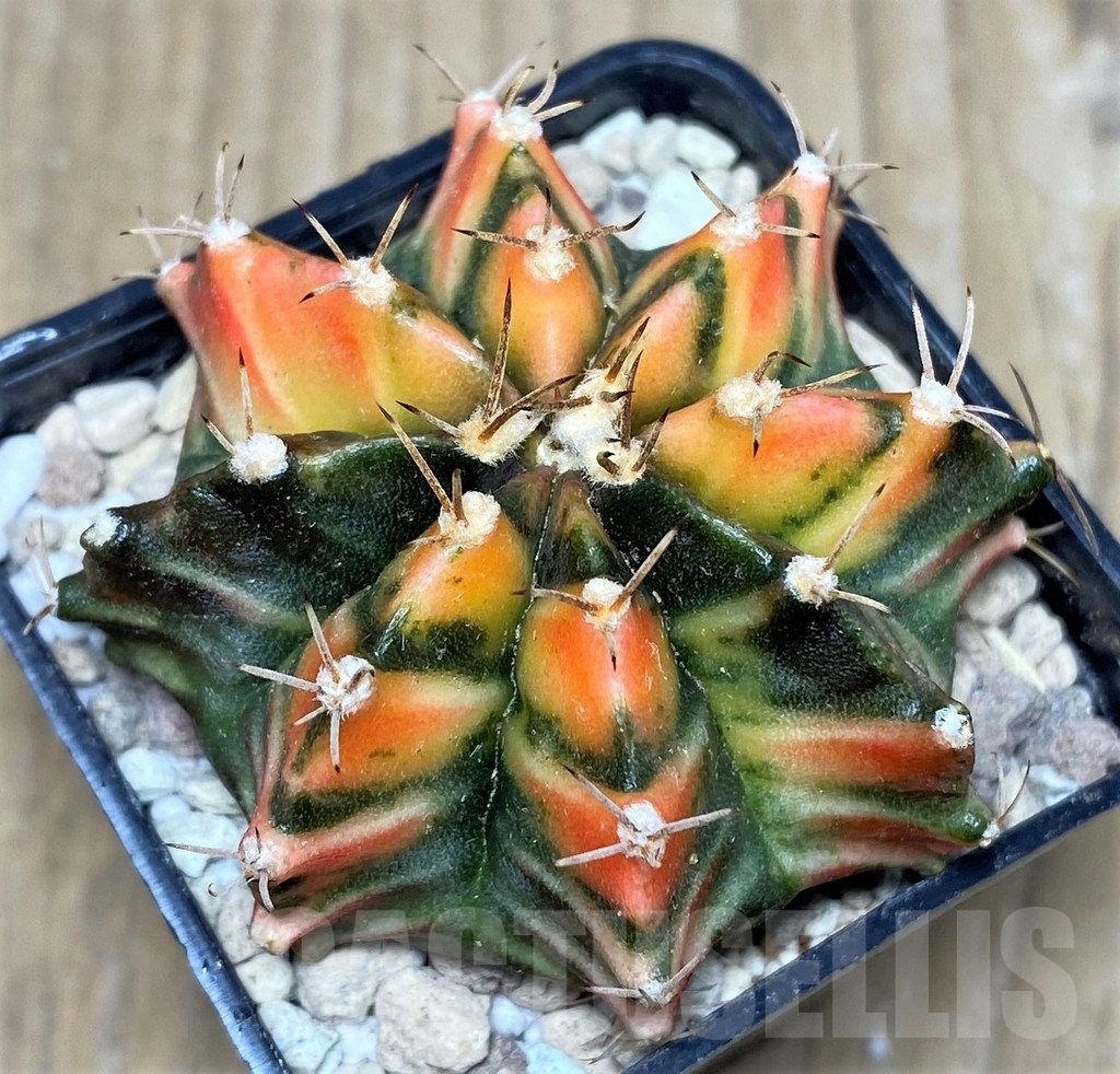 SHPR18023 Gymnocalycium friedrichii LB 2178 hybrid f. variegata – Image 2
