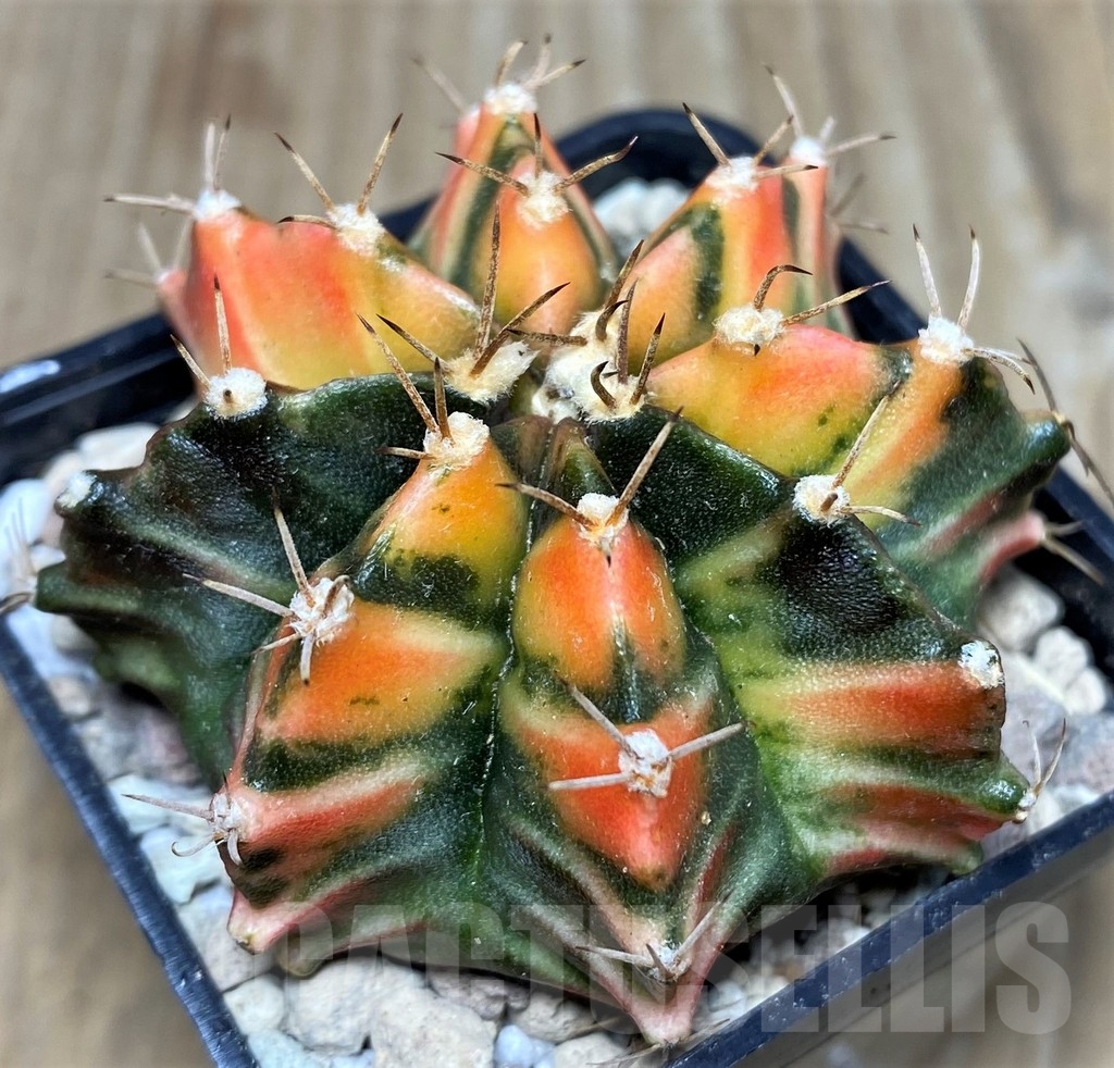 SHPR18023 Gymnocalycium friedrichii LB 2178 hybrid f. variegata