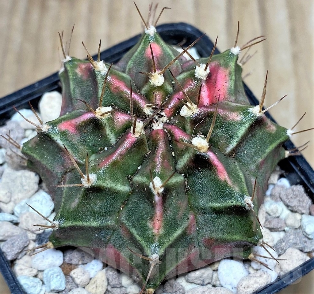 SHPR18025 Gymnocalycium mihanovichii 'Sila manee'