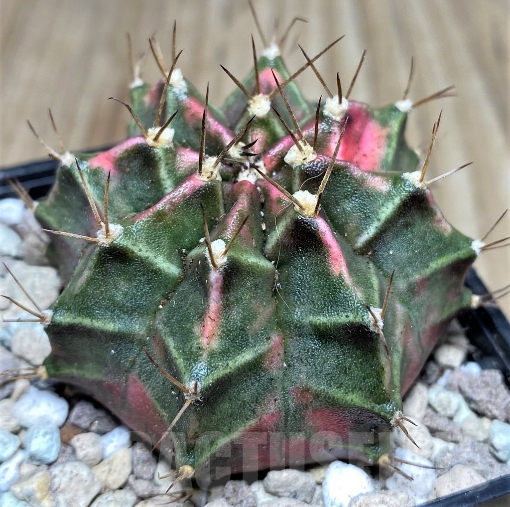 SHPR18025 Gymnocalycium mihanovichii 'Sila manee' - Image 2