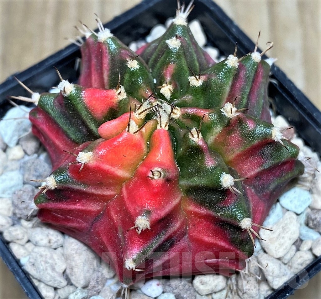 SHPR18026 Gymnocalycium mihanovichii KT 10 - Obrázek 2