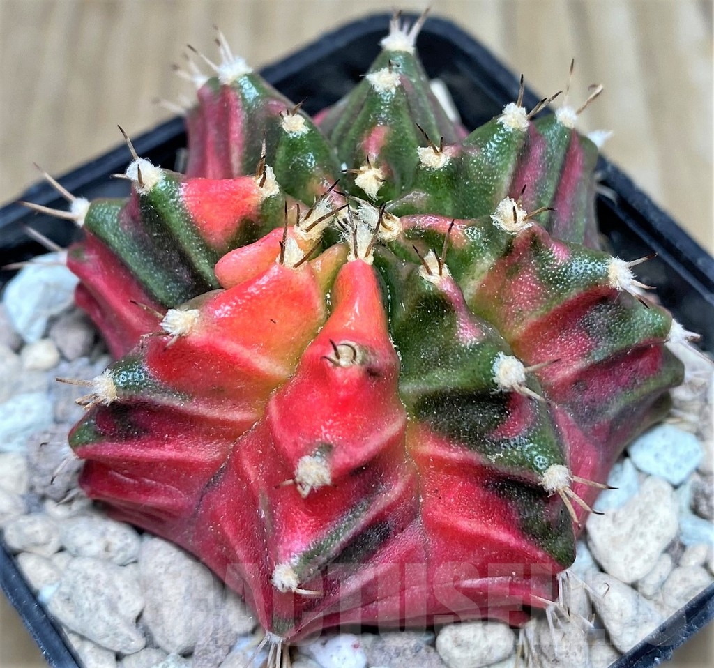 SHPR18026 Gymnocalycium mihanovichii KT 10