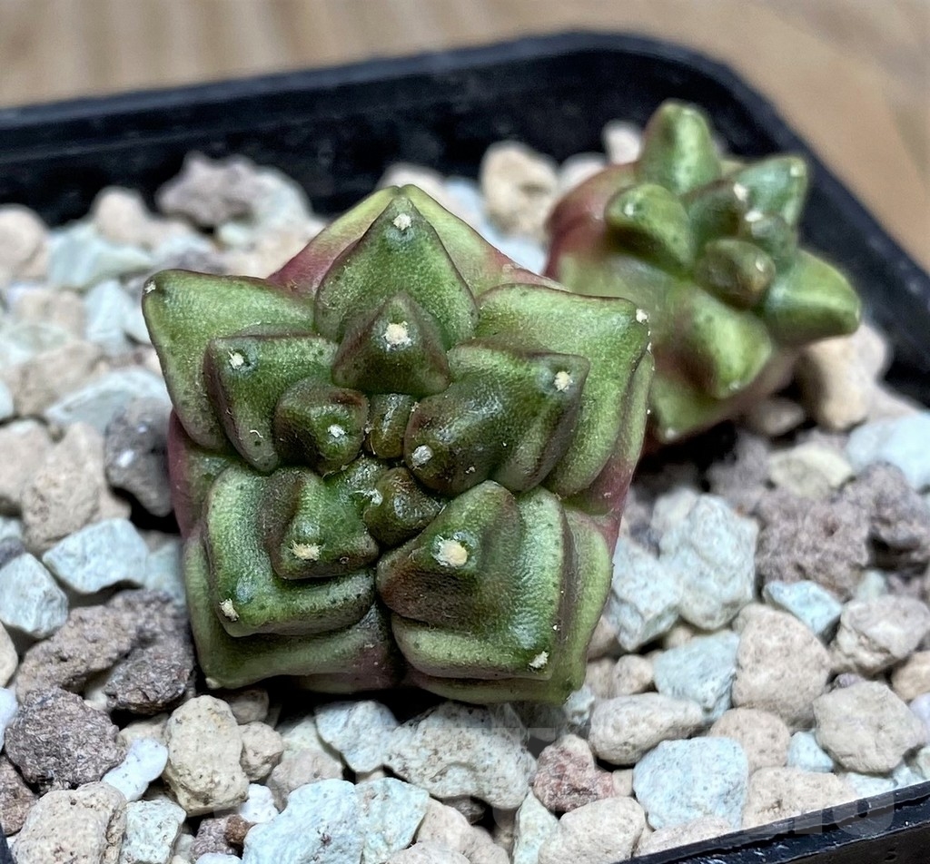 SHPR18029 Gymnocalycium mihanovichii 'Muiberry'