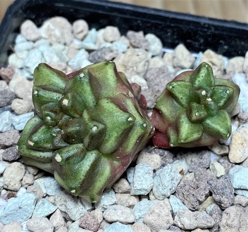 SHPR18029 Gymnocalycium mihanovichii 'Muiberry' - Image 2
