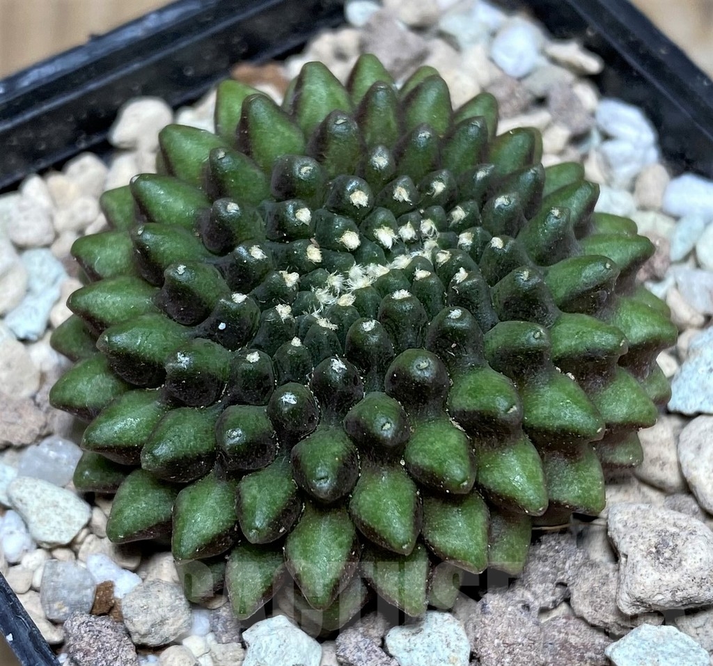 SHPR18031 Gymnocalycium mihanovichii 'Inermis' f. cristata