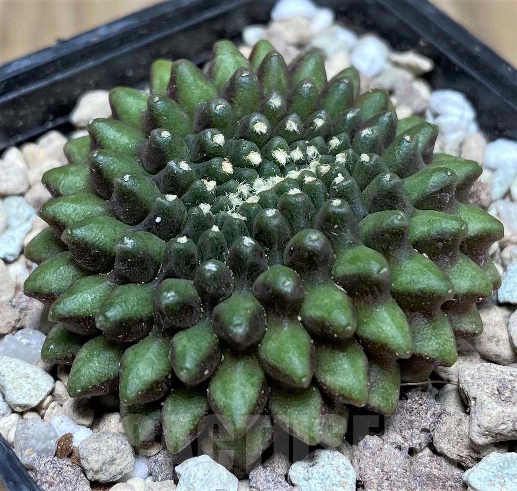 SHPR18031 Gymnocalycium mihanovichii 'Inermis' f. cristata - Obrázek 2