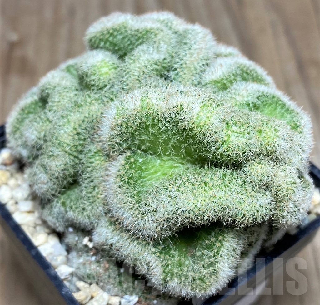 SHPR18032 Mammillaria geminispina v. nobilis f. cristata - Imagen 2