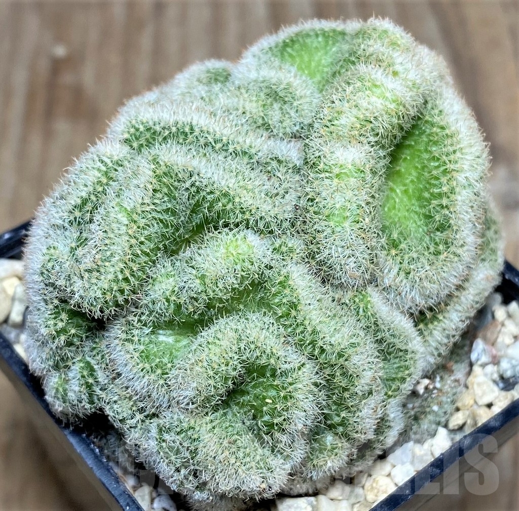 SHPR18032 Mammillaria geminispina v. nobilis f. cristata