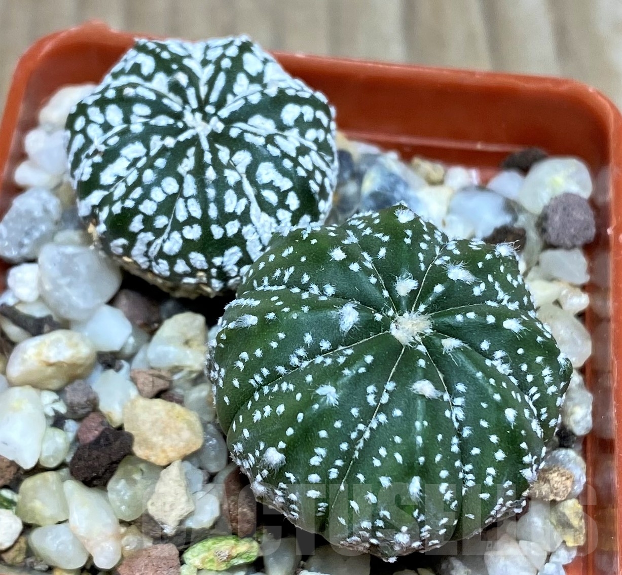 SHPR18036 Astrophytum mix 2 plants - Image 2