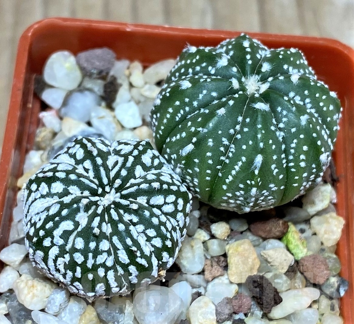 SHPR18036 Astrophytum mix 2 plants