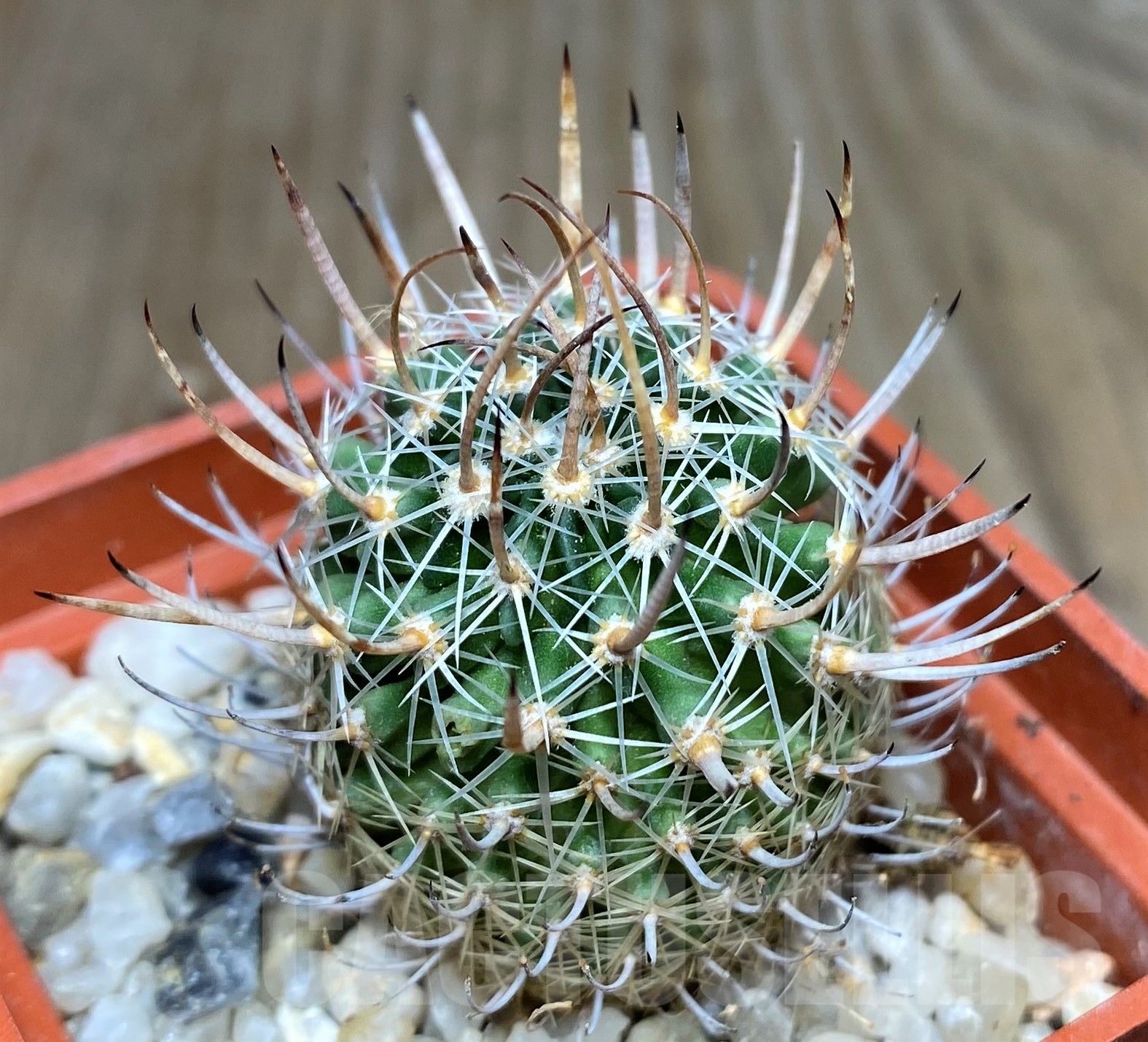 SHPR18037 Stenocactus sp.