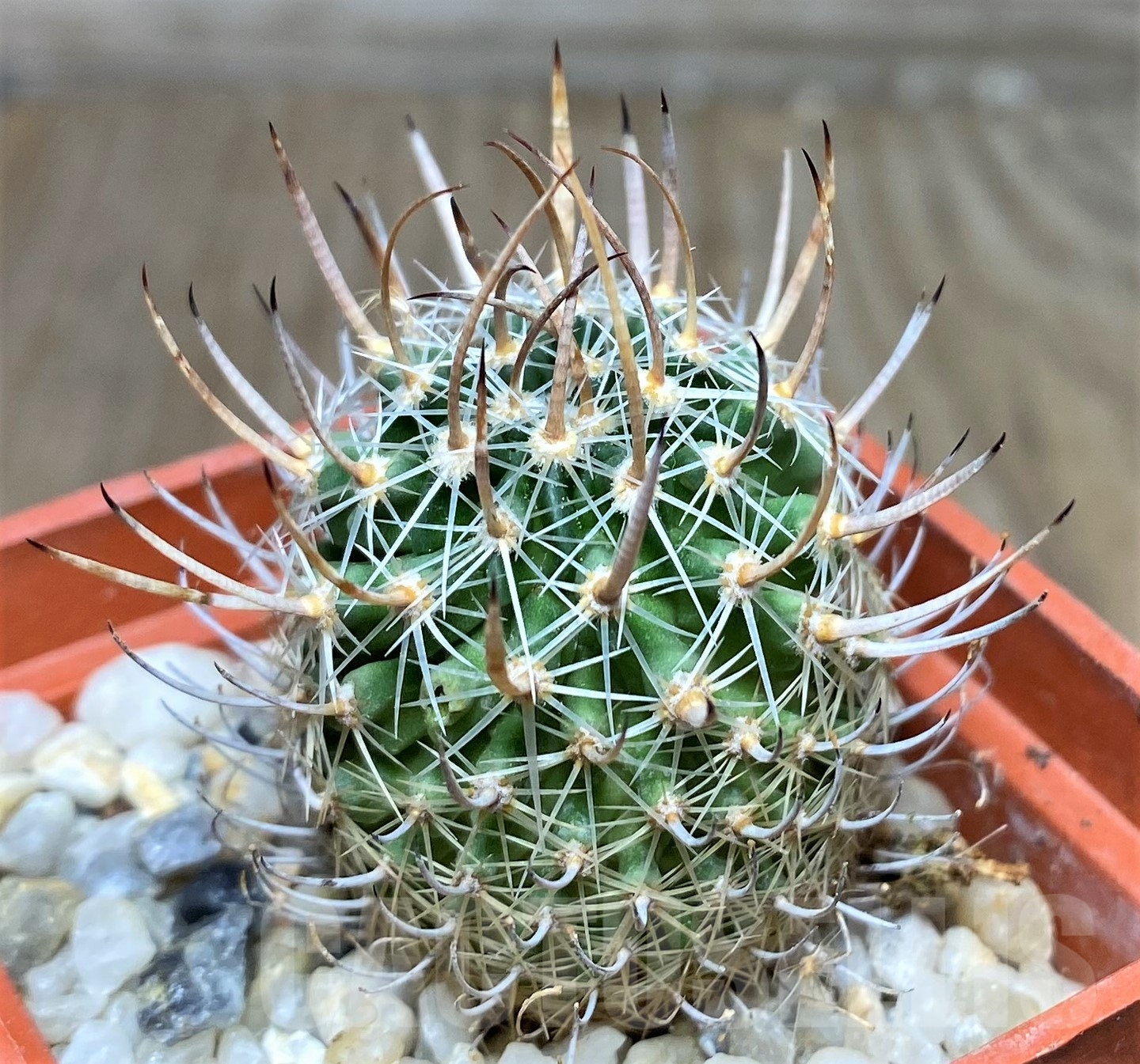 SHPR18037 Stenocactus sp. - Image 2