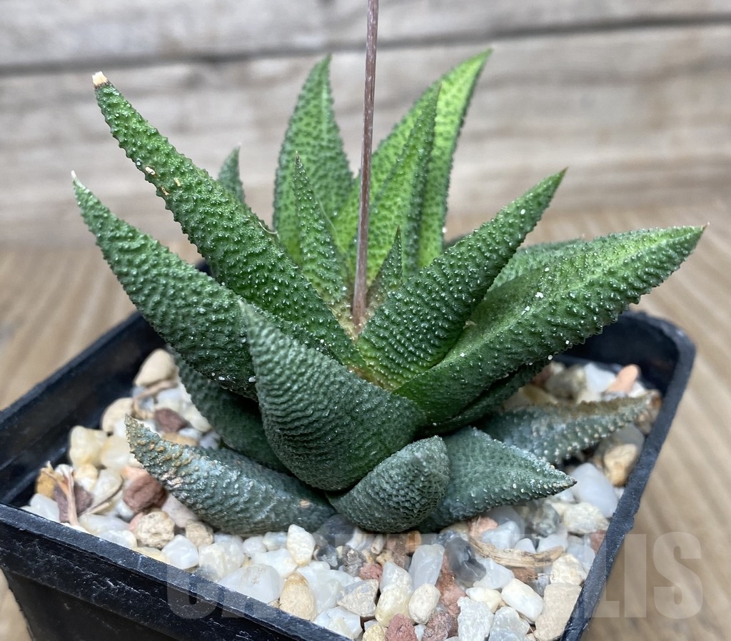 VVG18038 Haworthia scabra