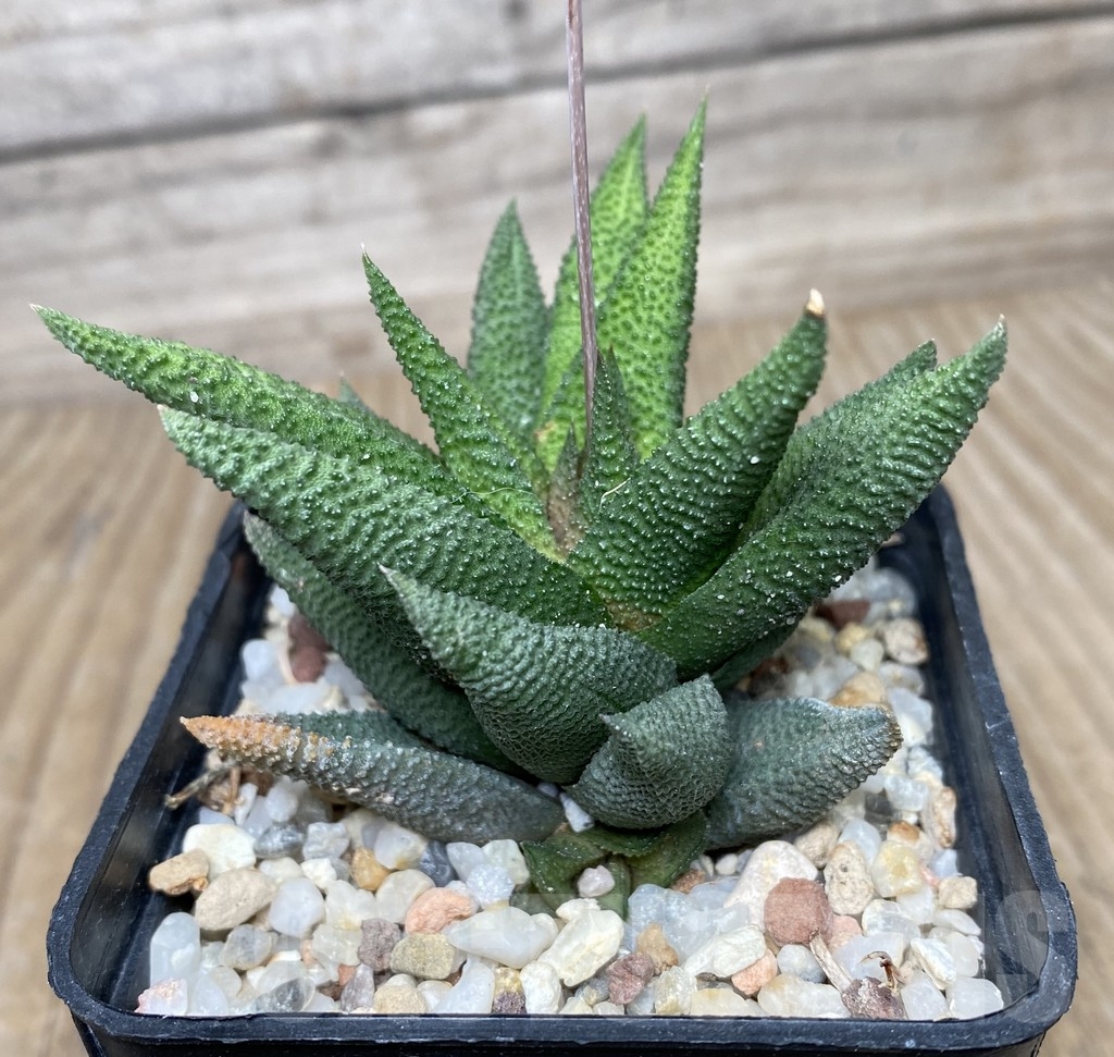 VVG18038 Haworthia scabra - Image 2