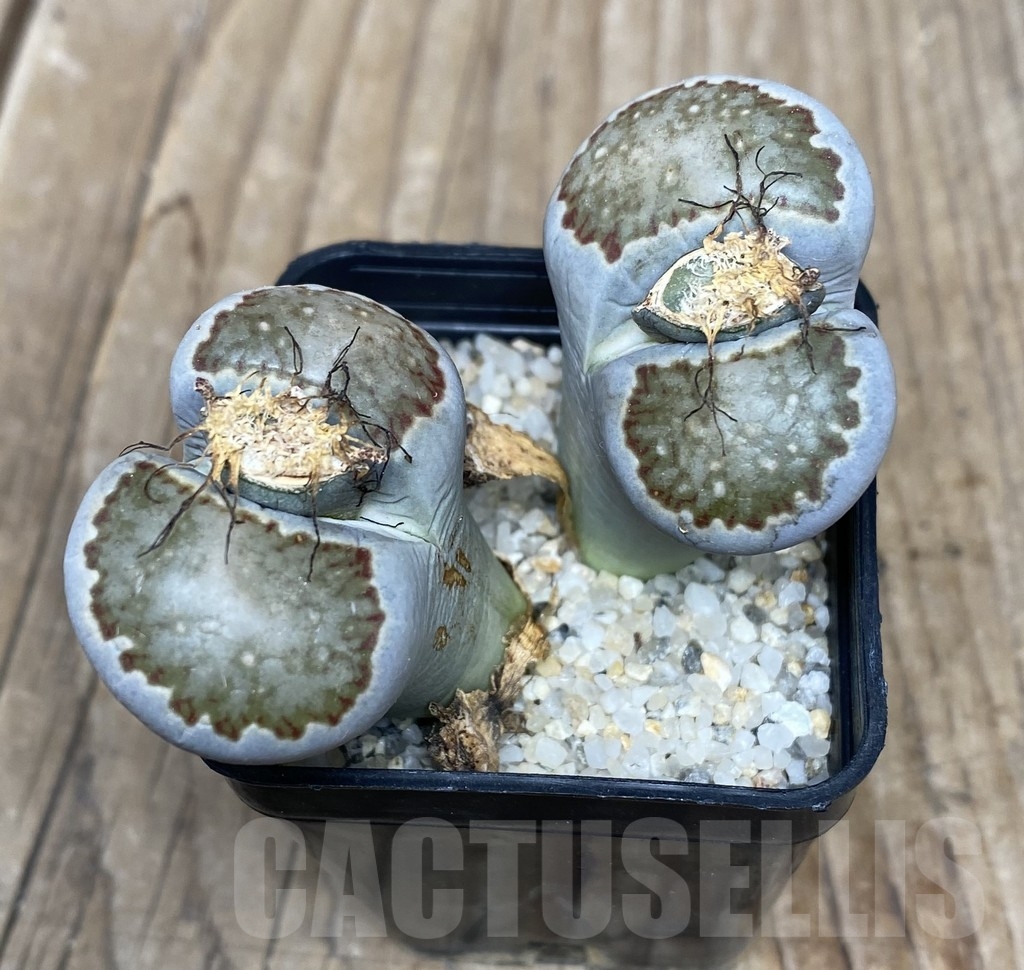 VVG18040 Lithops salicola C351