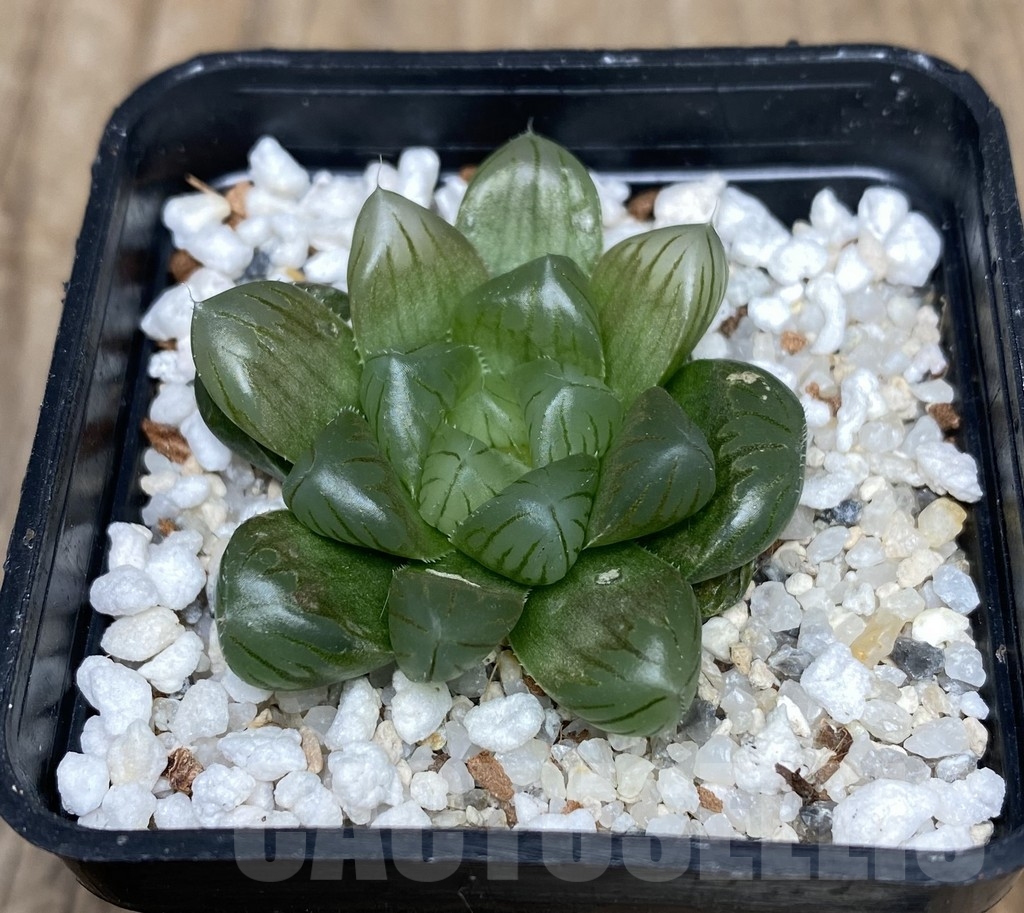 VVG18047 Haworthia obtusa ‘Purple Dodson’ hybrid - Image 2