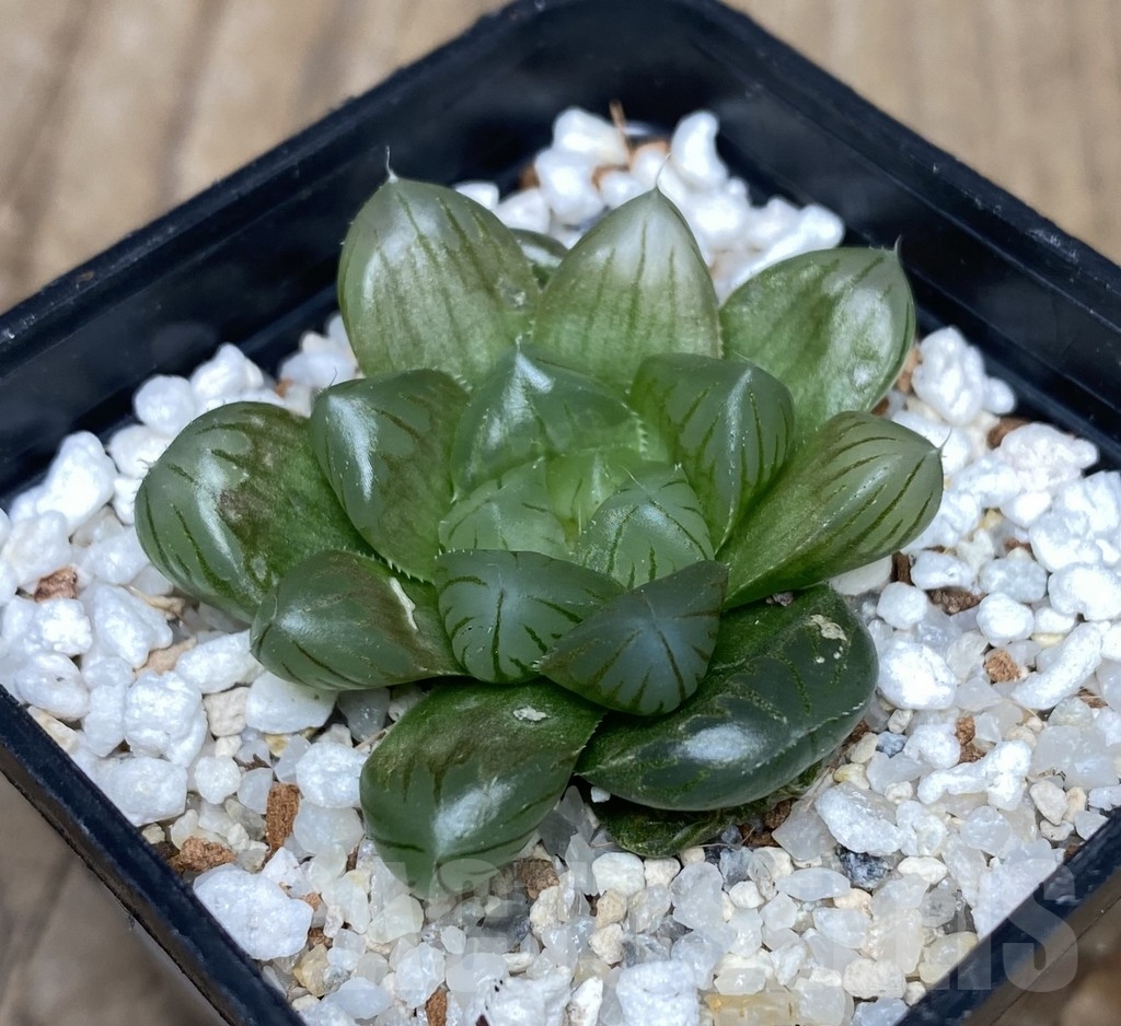 VVG18047 Haworthia obtusa ‘Purple Dodson’ hybrid