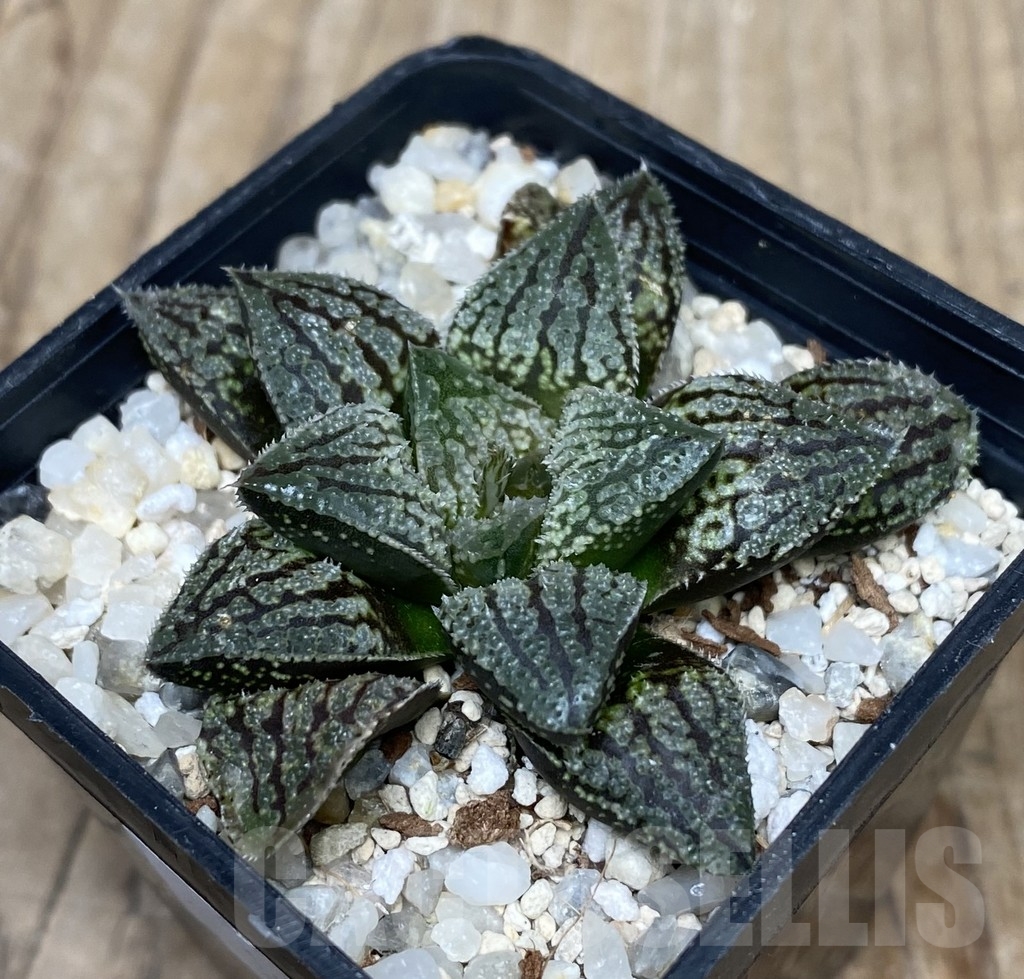 VVG18048 Haworthia 'Kegazato' x picta -Japan- F2