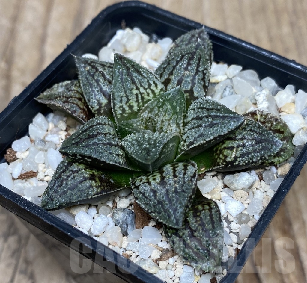 VVG18048 Haworthia 'Kegazato' x picta -Japan- F2 - Image 2