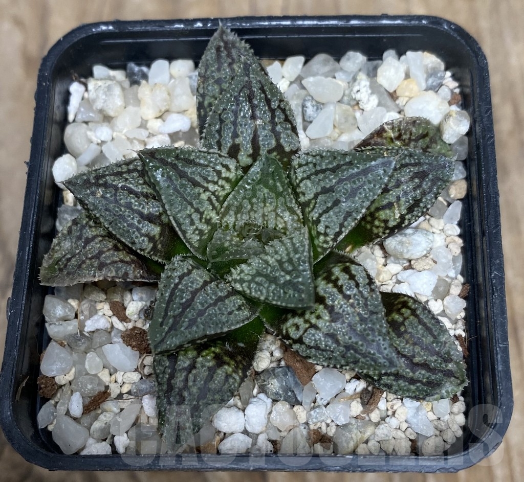 VVG18048 Haworthia 'Kegazato' x picta -Japan- F2 - Image 3