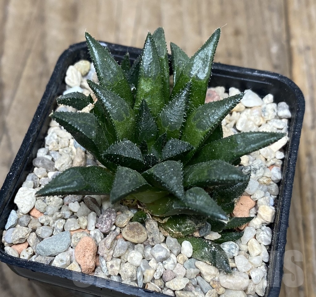 VVG18049 Haworthia maraisii JDV 89-8 ex SH