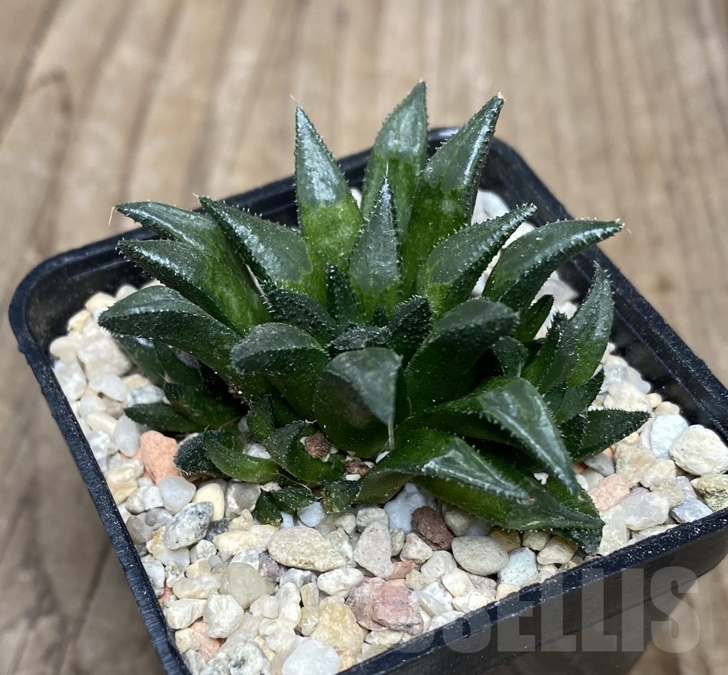 VVG18049 Haworthia maraisii JDV 89-8 ex SH - Image 3