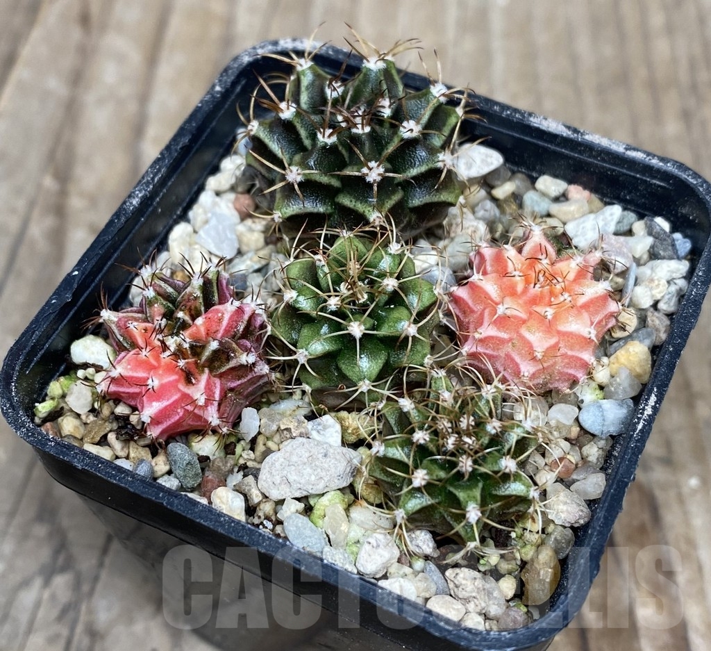 VVG18051 Gymnocalycium mahanivichii f.variegata hybrid mix 5 plants