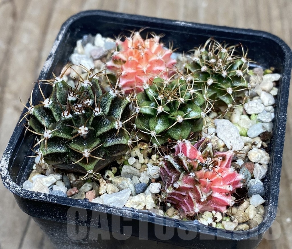 VVG18051 Gymnocalycium mahanivichii f.variegata hybrid mix 5 plants - Image 2