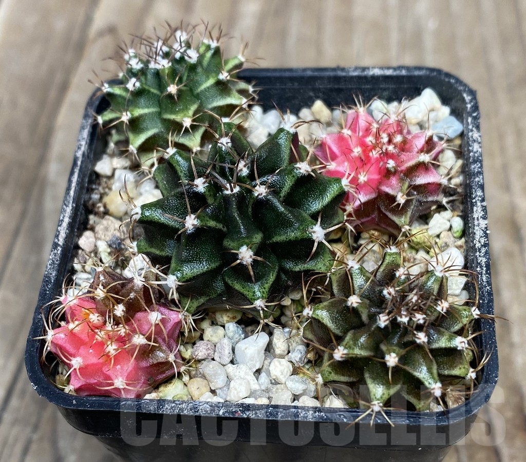 VVG18052 Gymnocalycium mahanivichii f.variegata hybrid mix 5 plants - Image 2