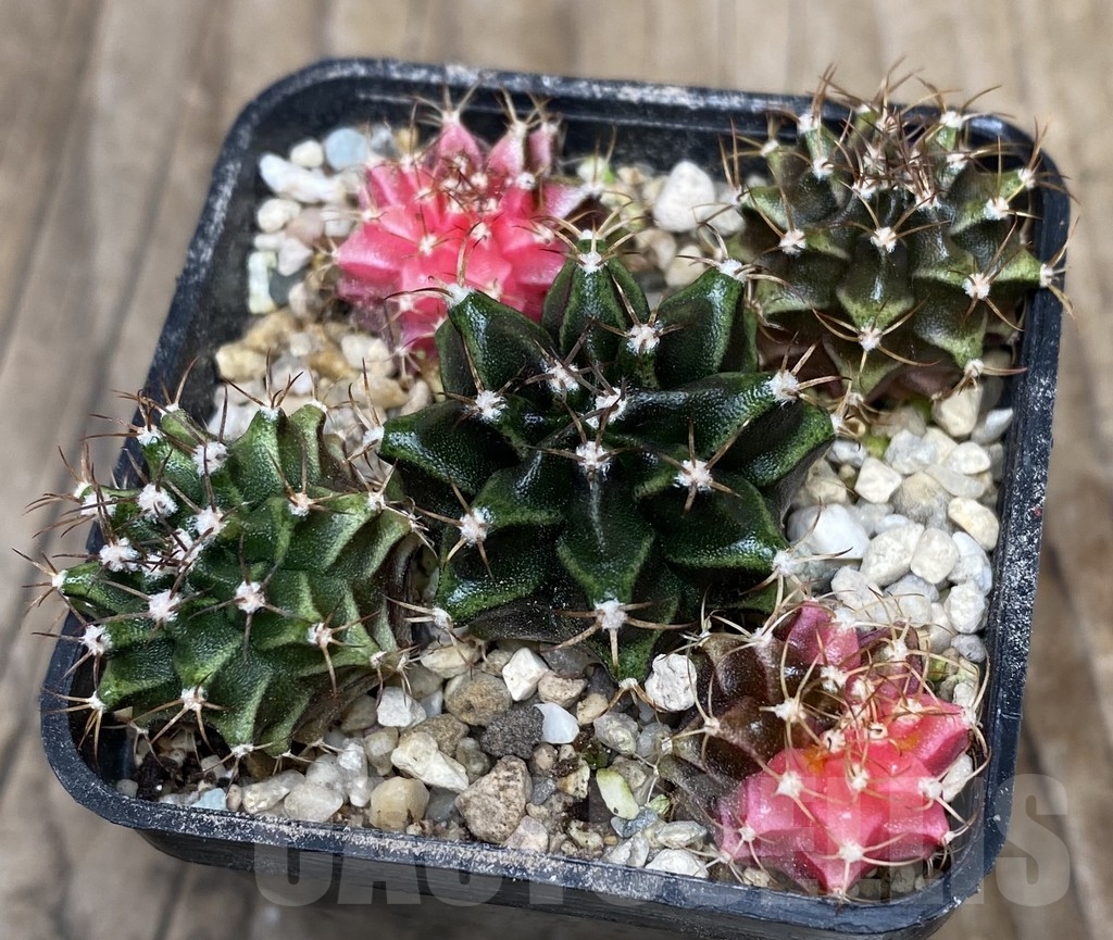 VVG18052 Gymnocalycium mahanivichii f.variegata hybrid mix 5 plants