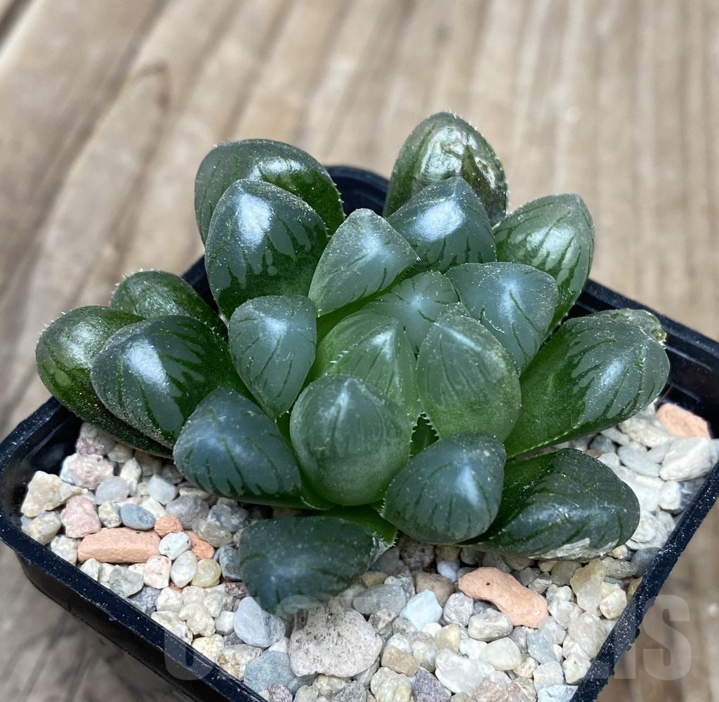 VVG18054 Haworthia obtusa ‘Purple Dodson’ - Image 2