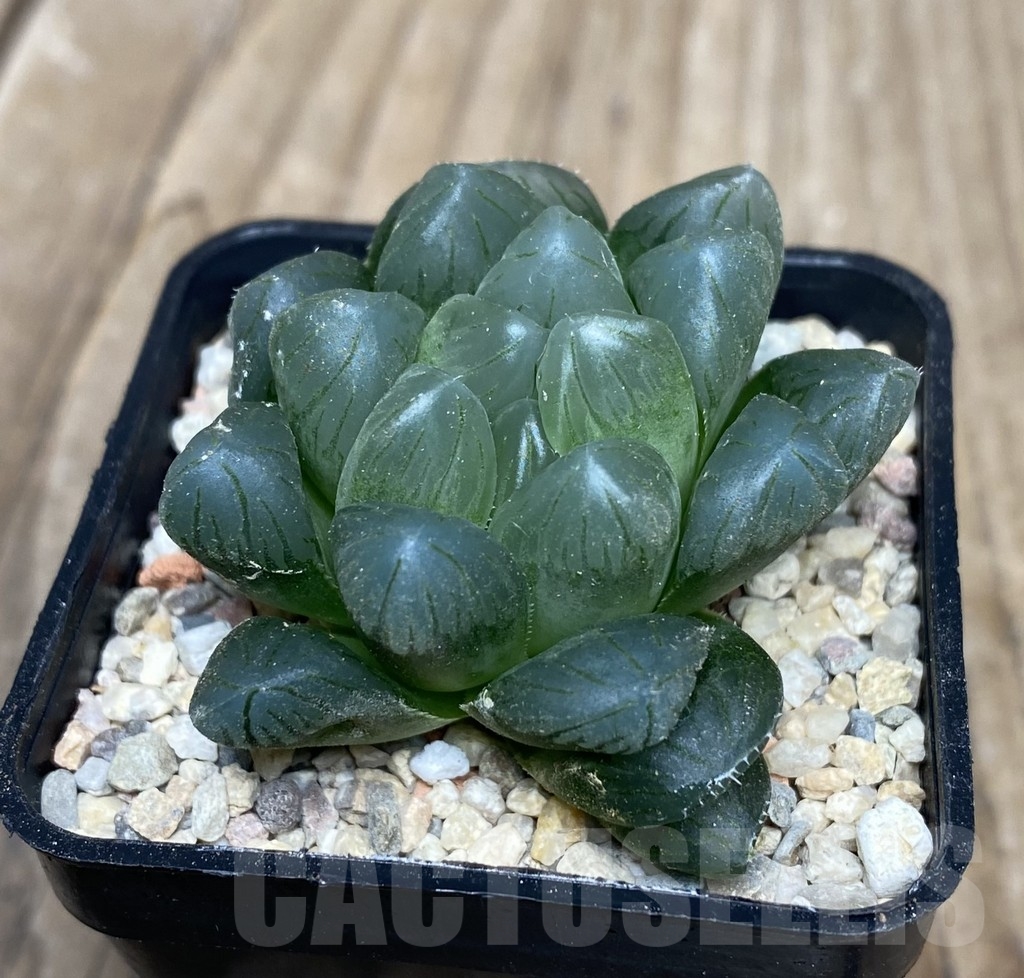 VVG18055 Haworthia obtusa ‘Purple Dodson’ - Image 3