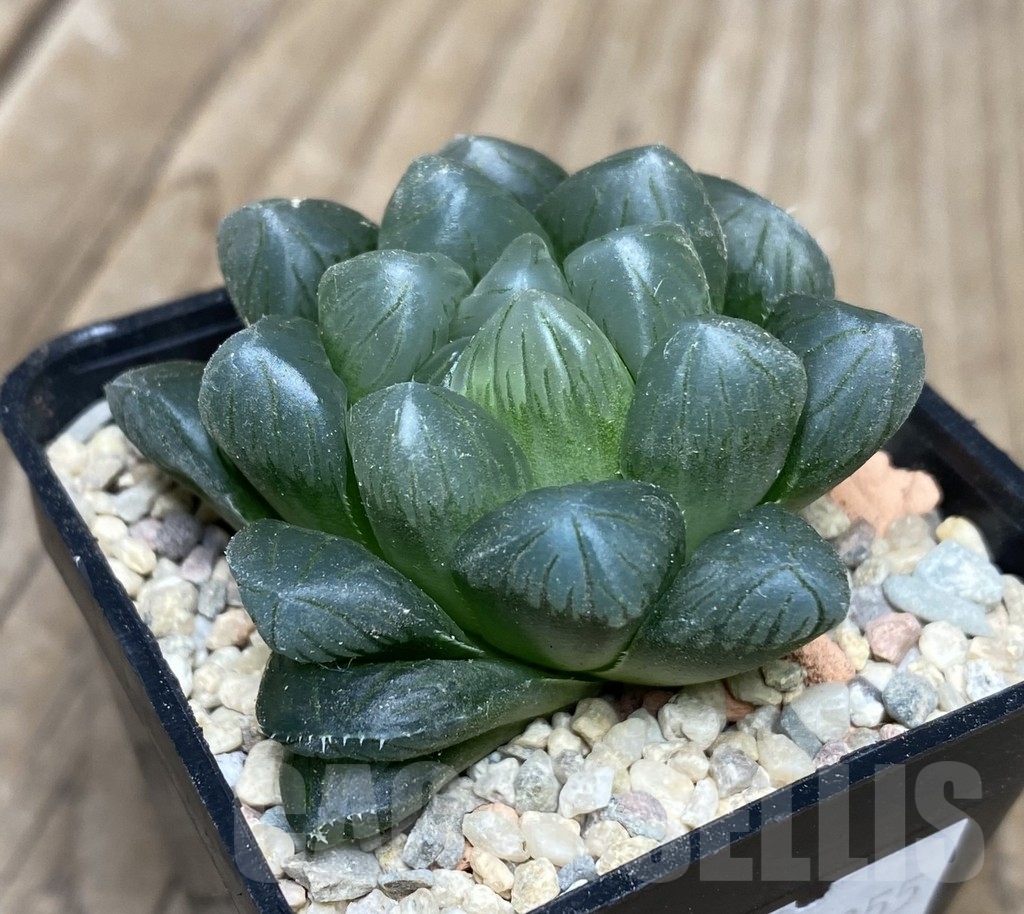 VVG18055 Haworthia obtusa ‘Purple Dodson’ - Image 2
