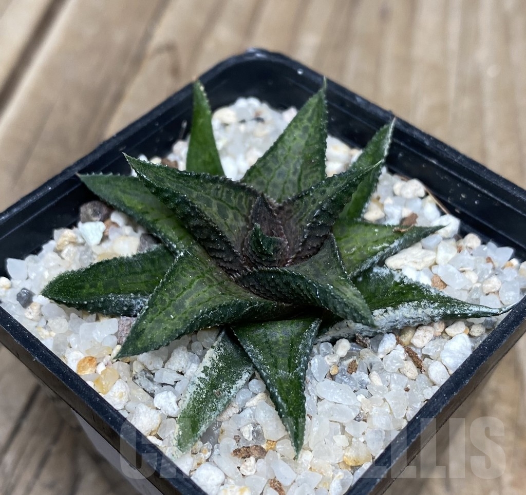 VVG18056 Haworthia woolleyi x koelmaniorum - Obrázek 2