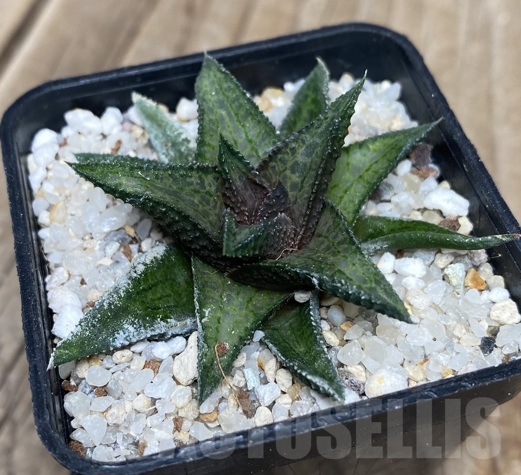 VVG18056 Haworthia woolleyi x koelmaniorum - Obrázek 3