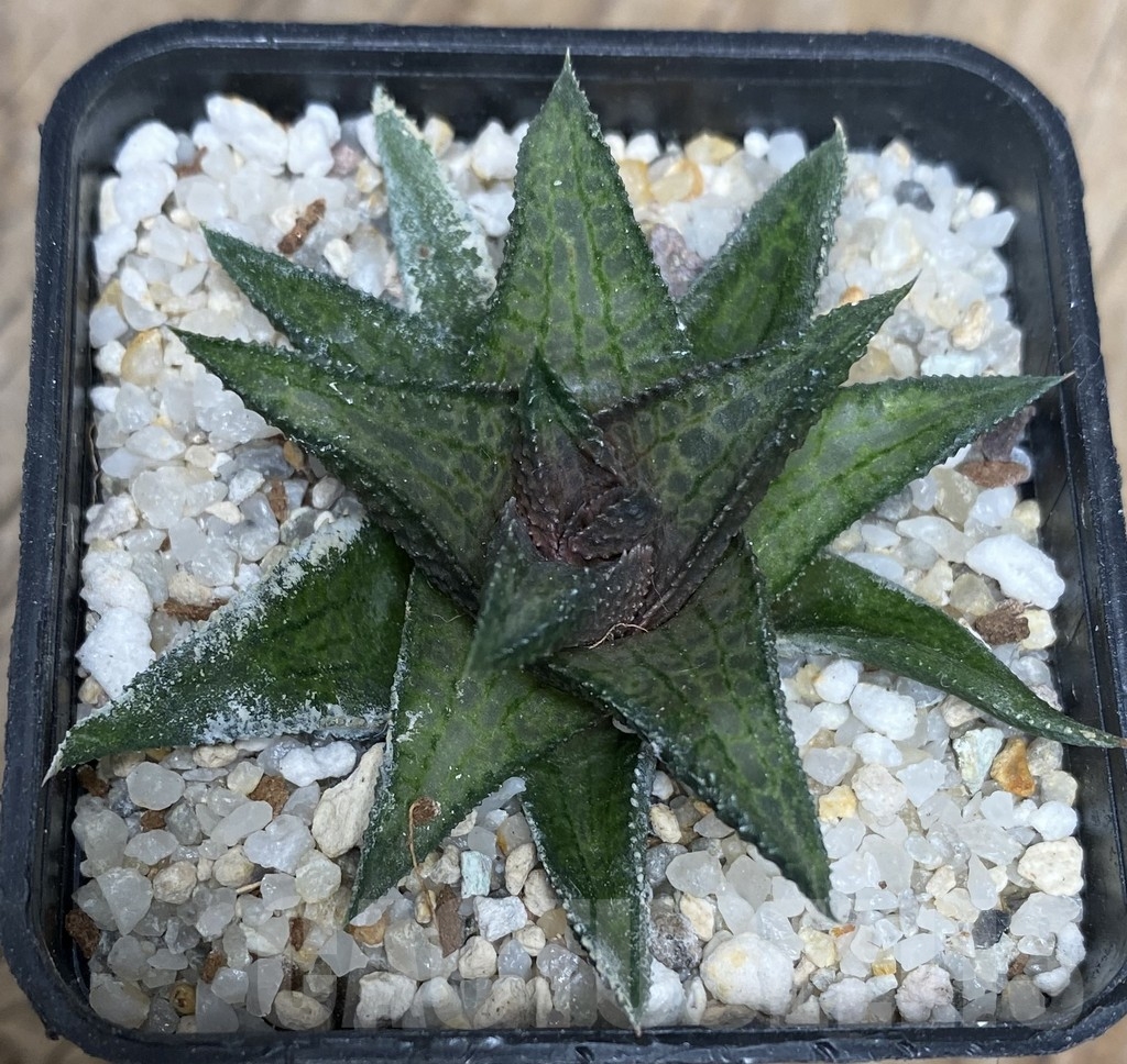 VVG18056 Haworthia woolleyi x koelmaniorum
