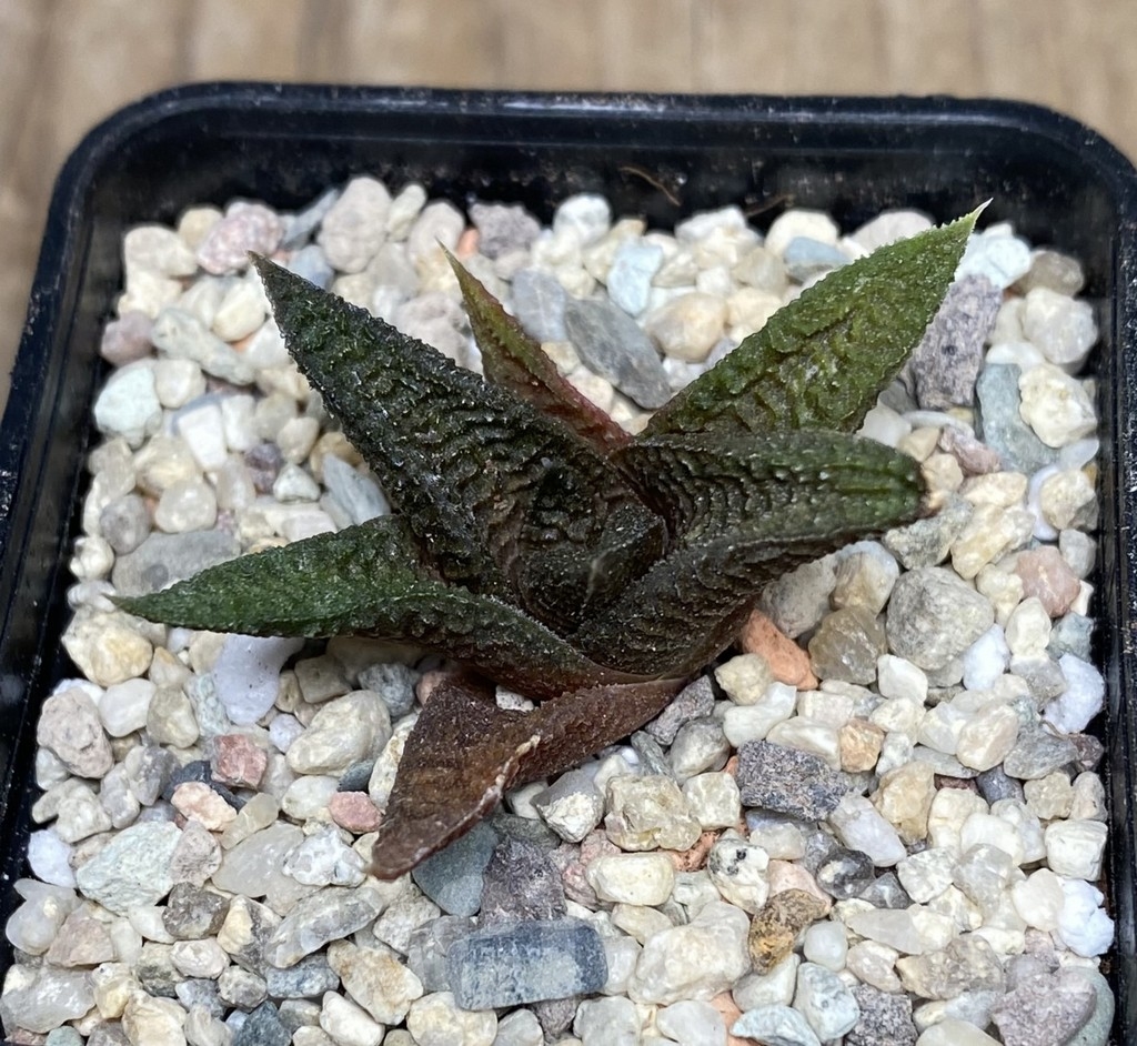 VVG18057 Haworthia koelmaniorum x limifolia - Image 4