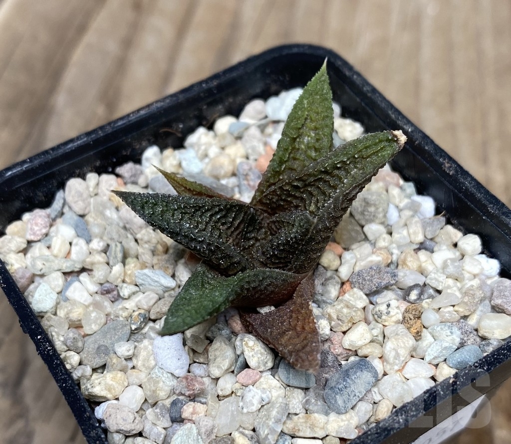 VVG18057 Haworthia koelmaniorum x limifolia - Image 2